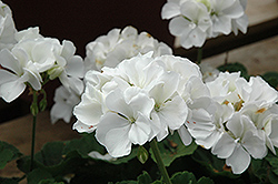 Master Idols White Geranium (Pelargonium 'Master Idols White') at The Green Spot Home & Garden