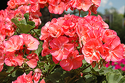 Dynamo Salmon Geranium (Pelargonium 'Dynamo Salmon') at The Green Spot Home & Garden