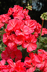 Fantasia Flamingo Rose Geranium (Pelargonium 'Fantasia Flamingo Rose') at The Green Spot Home & Garden