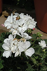Presto White Geranium (Pelargonium 'Presto White') at The Green Spot Home & Garden