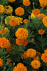 Lady Orange Marigold (Tagetes erecta 'Lady Orange') at The Green Spot Home & Garden