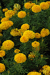 Lady Gold Marigold (Tagetes erecta 'Lady Gold') at The Green Spot Home & Garden