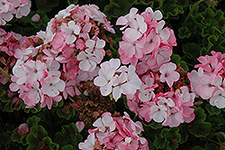 Horizon Appleblossom Geranium (Pelargonium 'Horizon Appleblossom') at The Green Spot Home & Garden