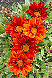 New Day Clear Red Shades (Gazania 'New Day Red Shades') at The Green Spot Home & Garden