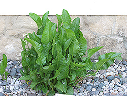 Horseradish (Armoracia rusticana) at The Green Spot Home & Garden