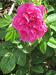Hansa Rose (Rosa 'Hansa') at The Green Spot Home & Garden