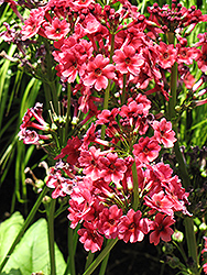 Miller's Crimson Primrose (Primula japonica 'Miller's Crimson') at The Green Spot Home & Garden