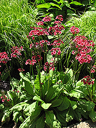 Miller's Crimson Primrose (Primula japonica 'Miller's Crimson') at The Green Spot Home & Garden