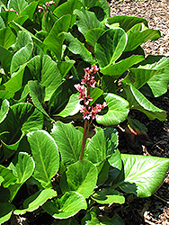 Baby Doll Bergenia (Bergenia 'Baby Doll') at The Green Spot Home & Garden