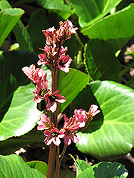 Baby Doll Bergenia (Bergenia 'Baby Doll') at The Green Spot Home & Garden