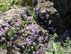 Rock Cress (Arabis caerulea) at The Green Spot Home & Garden