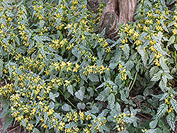 Hermann's Pride Yellow Archangel (Lamiastrum galeobdolon 'Hermann's Pride') at The Green Spot Home & Garden