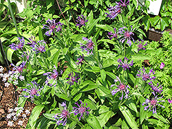 Blue Cornflower (Centaurea montana 'Blue') at The Green Spot Home & Garden