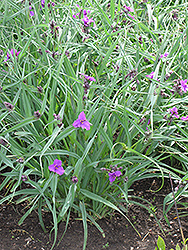 Concord Grape Spiderwort (Tradescantia x andersoniana 'Concord Grape') at The Green Spot Home & Garden