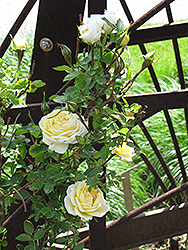 J.P. Connell Rose (Rosa 'J.P. Connell') at The Green Spot Home & Garden