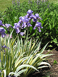 Golden Variegated Sweet Iris (Iris pallida 'Aureovariegata') at The Green Spot Home & Garden