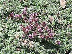 Wooly Thyme (Thymus pseudolanuginosis) at The Green Spot Home & Garden