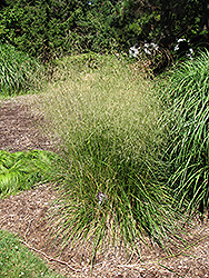 Bronzeschlier Tufted Hair Grass (Deschampsia cespitosa 'Bronzeschlier') at The Green Spot Home & Garden