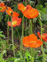 Iceland Poppy (Papaver nudicaule) at The Green Spot Home & Garden