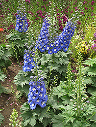 Magic Fountains Blue White Bee Larkspur (Delphinium 'Magic Fountains Blue White Bee') at The Green Spot Home & Garden