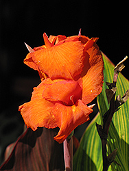 Pretoria Canna (Canna 'Pretoria') at The Green Spot Home & Garden