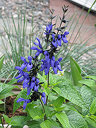 Black And Blue Anise Sage (Salvia guaranitica 'Black And Blue') at The Green Spot Home & Garden