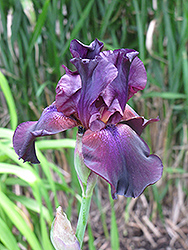 Superstition Iris (Iris 'Superstition') at The Green Spot Home & Garden