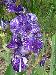 Batik Iris (Iris 'Batik') at The Green Spot Home & Garden