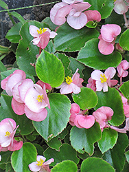 Prelude Pink Begonia (Begonia 'Prelude Pink') at The Green Spot Home & Garden
