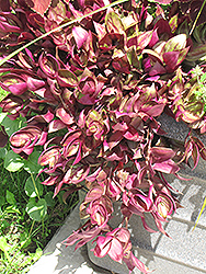 Purple Wandering Jew (Tradescantia fluminensis 'Purple') at The Green Spot Home & Garden