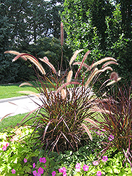 Purple Fountain Grass (Pennisetum setaceum 'Rubrum') at The Green Spot Home & Garden