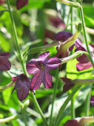 Perfume Deep Purple Flowering Tobacco (Nicotiana 'Perfume Deep Purple') at The Green Spot Home & Garden