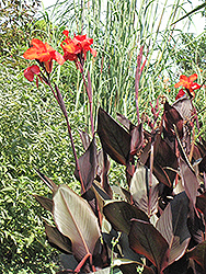 Tropicanna Black Canna (Canna 'Tropicanna Black') at The Green Spot Home & Garden