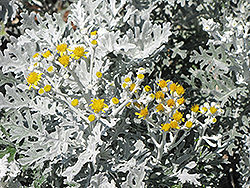 Silver Dust Dusty Miller (Senecio cineraria 'Silver Dust') at The Green Spot Home & Garden