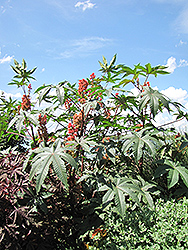 Sanguineus Castor Bean (Ricinus communis 'Sanguineus') at The Green Spot Home & Garden