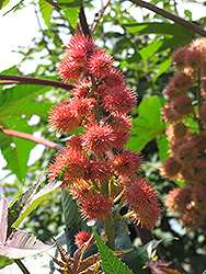 Sanguineus Castor Bean (Ricinus communis 'Sanguineus') at The Green Spot Home & Garden