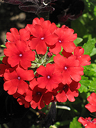 Quartz XP Scarlet Verbena (Verbena 'Quartz XP Scarlet') at The Green Spot Home & Garden