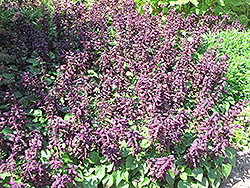 Vista Purple Sage (Salvia splendens 'PAS3292') at The Green Spot Home & Garden