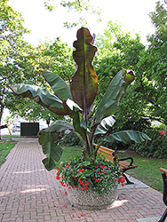 Red Banana (Ensete ventricosum 'Maurelii') at The Green Spot Home & Garden