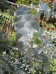 Baby Blue Silver-leaved Mountain Gum (Eucalyptus pulverulenta 'Baby Blue') at The Green Spot Home & Garden