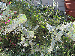 Baby Blue Silver-leaved Mountain Gum (Eucalyptus pulverulenta 'Baby Blue') at The Green Spot Home & Garden