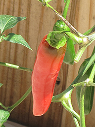 Serrano Hot Pepper (Capsicum annuum 'Serrano') at The Green Spot Home & Garden