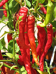 Long Red Slim Hot Pepper (Capsicum annuum 'Long Red Slim') at The Green Spot Home & Garden