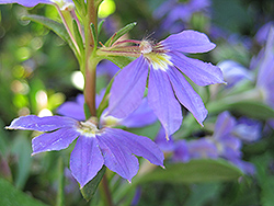 Whirlwind Blue Fan Flower (Scaevola aemula 'Whirlwind Blue') at The Green Spot Home & Garden