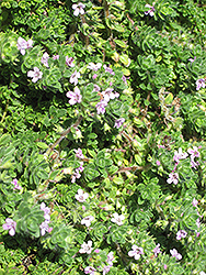 Pink Chintz Creeping Thyme (Thymus praecox 'Pink Chintz') at The Green Spot Home & Garden