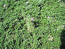 Elfin Creeping Thyme (Thymus praecox 'Elfin') at The Green Spot Home & Garden