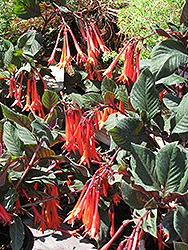 Gartenmeister Fuchsia (Fuchsia 'Gartenmeister Bonstedt') at The Green Spot Home & Garden