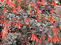 Gartenmeister Fuchsia (Fuchsia 'Gartenmeister Bonstedt') at The Green Spot Home & Garden