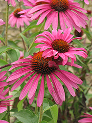 Ruby Star Coneflower (Echinacea purpurea 'Rubinstern') at The Green Spot Home & Garden