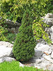 Jean's Dilly Spruce (Picea glauca 'Jean's Dilly') at The Green Spot Home & Garden